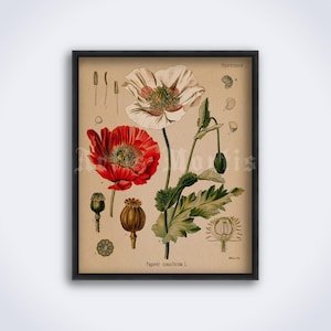 Poppy flower, Papaver somniferum – plant, medical botany, botanical, art print, vintage poster (DIGITAL DOWNLOAD)