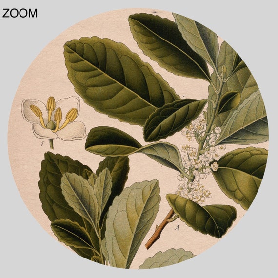 Yerba Mate Botanical Print: Vintage Ilex Paraguariensis Poster (digital  Download) - Etsy Israel