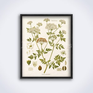 Entheogen Seeds - Etsy