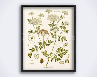 Conium maculatum, Poison Hemlock – poisonous, toxic plant, witchcraft, witch decor, magic herb, art print, vintage poster (DIGITAL DOWNLOAD)