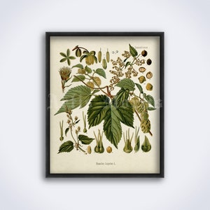 Hops, Humulus Lupulus Pflanze – Bier, Hopfenblume, psychoaktives Kräuter, Bar Dekor, botanischer Kunstdruck, Vintage Poster (DIGITAL DOWNLOAD)