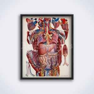 Viscera, internal organs, stomach, heart, muscles, veins – vintage medical art, physiology print, anatomy poster (DIGITAL DOWNLOAD)