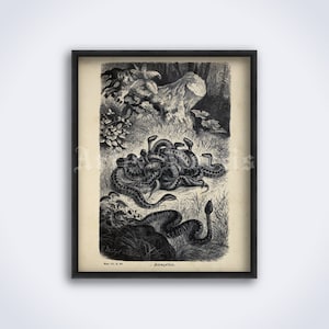 Könnte beinhalten: Schwarzweiß-Vintage-Illustration einer Gruppe von Kreuzottern, die in einer Waldumgebung zusammengerollt sind. Das Bild ist mit "Kreuzotter" beschriftet.