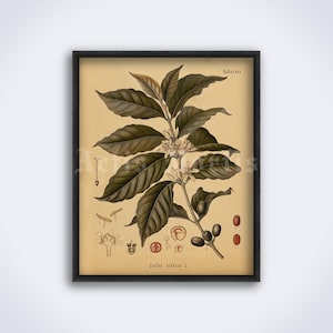 Coffee plant, Coffea Arabica – cafe, bar, kitchen decor, coffee lover gift, energy, aroma, art print, vintage poster (DIGITAL DOWNLOAD)