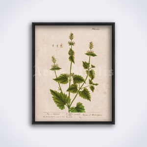Vintage Cat Mint Botanical Print: 1800s Mentha Cataria Art (Digital Download)