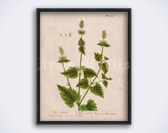 Cat Mint, Mentha Cataria – psychoactive plant, witchcraft, occult botany, entheogen, magic herb art print, vintage poster (DIGITAL DOWNLOAD)