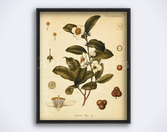 Tea plant, Camellia Thea – green tea, energy drink, aroma herb, tea ceremony, cafe decor, art print, vintage poster (DIGITAL DOWNLOAD)
