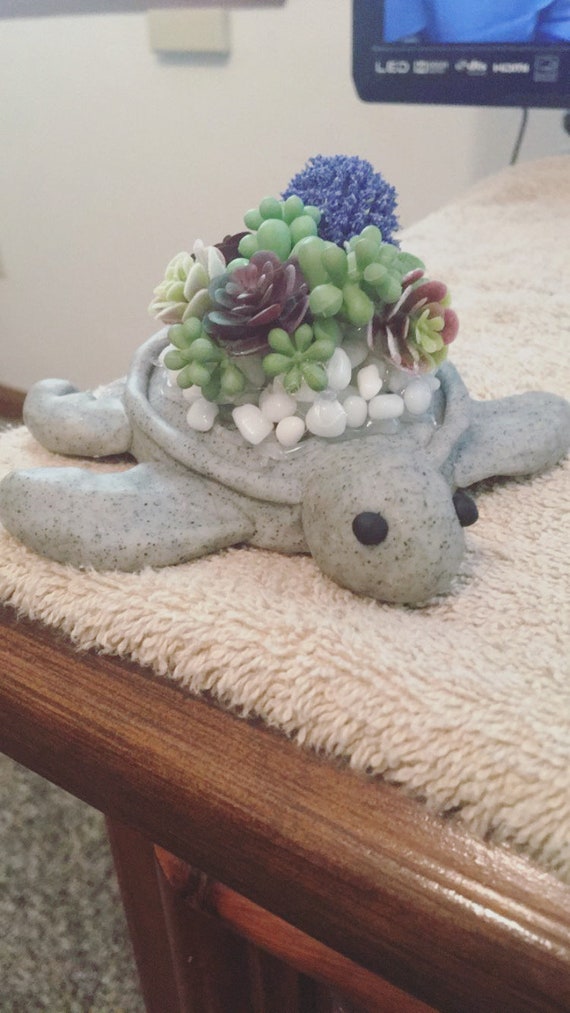 Succulent Turtle - Etsy Canada