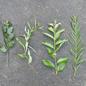May include: Five different types of green plant branches laid out on a gray asphalt surface.