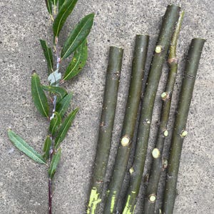 May include: A collection of freshly cut willow branches and a sprig with green leaves. The branches are dark green with light-colored circular buds. The sprig has long, slender green leaves and a reddish-purple stem. The items are arranged on a gray concrete surface.