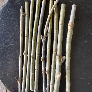 May include: A collection of nine straight, cylindrical wooden sticks arranged vertically. The sticks feature a smooth, light greyish-green bark with visible small nodes and cut ends. Each piece is relatively uniform in length and thickness.