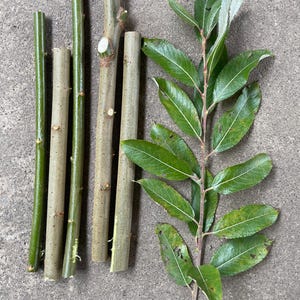 May include: An overhead shot of several wooden sticks and a leafy branch. The sticks vary in color from light brown to green. The green leaves have a dark green color and are arranged along a central stem.