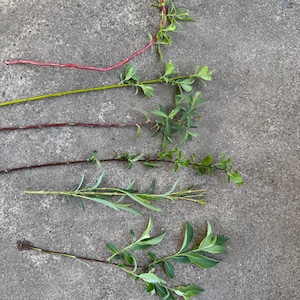 May include: Several sprigs of greenery with varying stem colors, including red, green, and brown, are arranged on a gray concrete surface. The leaves are a vibrant green, and the stems display natural textures. The composition suggests a botanical theme.