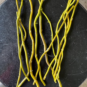 May include: A collection of several long, slender, and flexible plant stems with a vibrant yellow-green color. The stems feature a smooth, slightly curved texture with small nodes and occasional tiny buds along their length, arranged vertically.