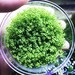 Dwarf Baby Tears Hemianthus Callitrichoides Java Moss Live Aquarium Plants Carpet Freshwater Fish Tank Vitro TC Cup by Greenpro