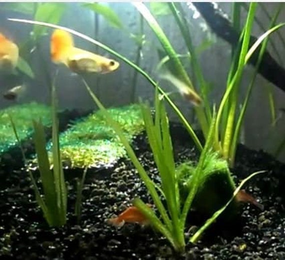 Greenpro Christmas Moss Live Aquarium Plants 2 Cup Freshwater Fish Tank  Decorations -  Norway