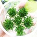 Greenpro Cryptocoryne Parva Freshwater Live Aquarium Plants Tissue Culture Carpet Cup Fish Tank Decoration