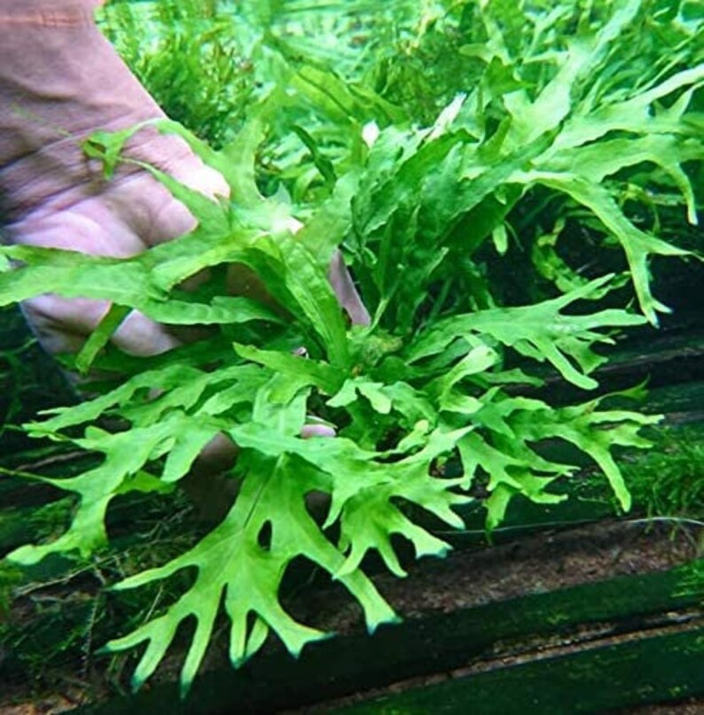 Greenpro Java Fern Thor's Hammer Microsorum Pteropus Etsy UK