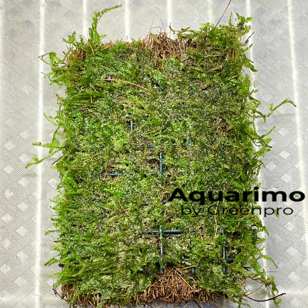 Vesicularia Dubyana Java Moss Mats US Nurseries Live Easy Etsy