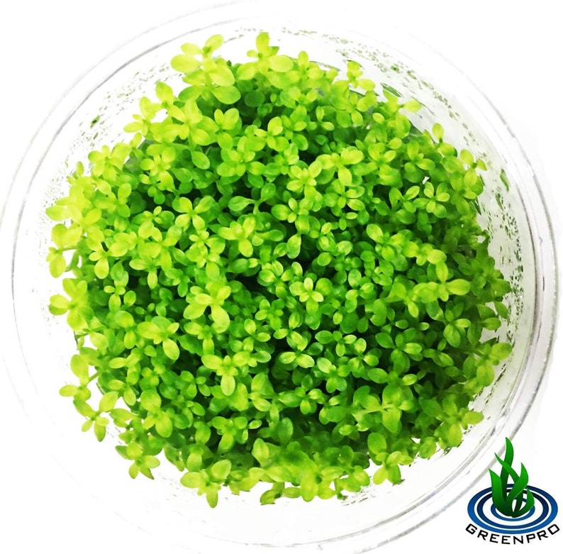 Greenpro Micranthemum Micranthemoides Pearlweed Tissue ...