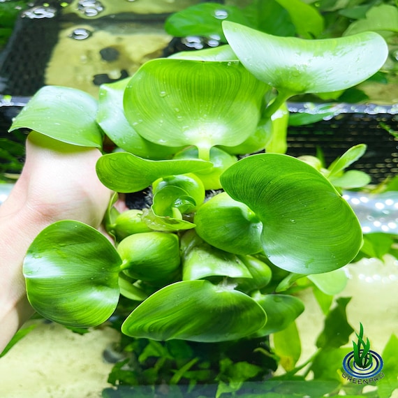 Greenpro L Water Hyacinths Bulb Aquarium Plants Tropical Fish Etsy