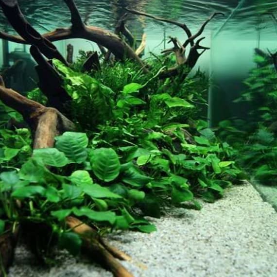 Greenpro L Java Moss Balls Vesicularia Dubyana US Grow Live Freshwater Aquarium  Plants Tank Decoration for Fish 