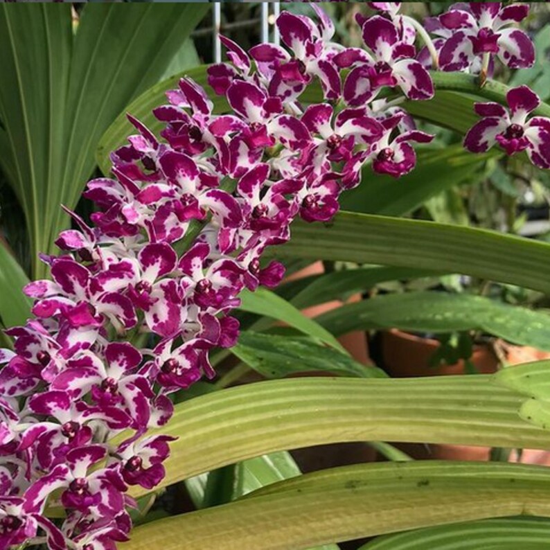 Rhynchostylis Gigantea SM Cartoon Easy Orchids Plant Colorful - Etsy