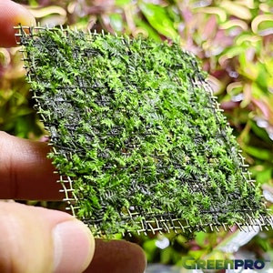 Artificial Sphagnum Moss Mat 100x100cm - Sherries Estates