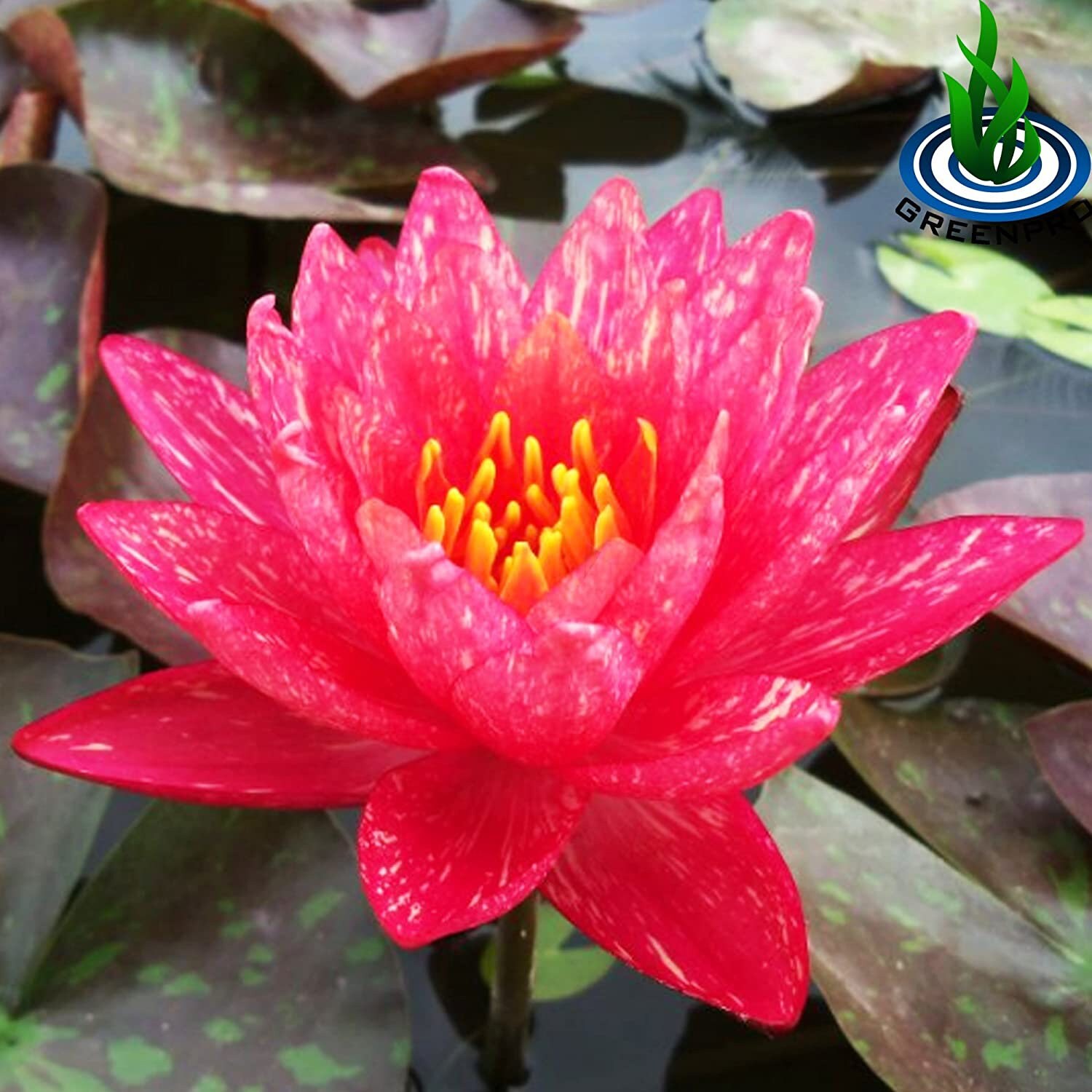 Greenpro Live Aquatic Plant Nymphaea Wanwisa Red Hardy Water Etsy