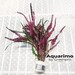 Hemigraphis Exotica Bundle Freshwater Live Aquarium Purple Plant Decoration Tank 