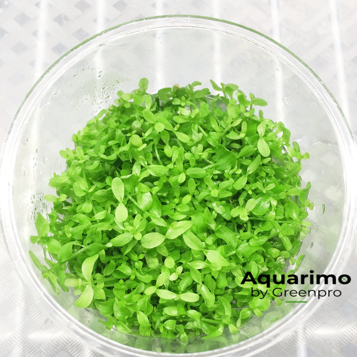 monte carlo aquascape