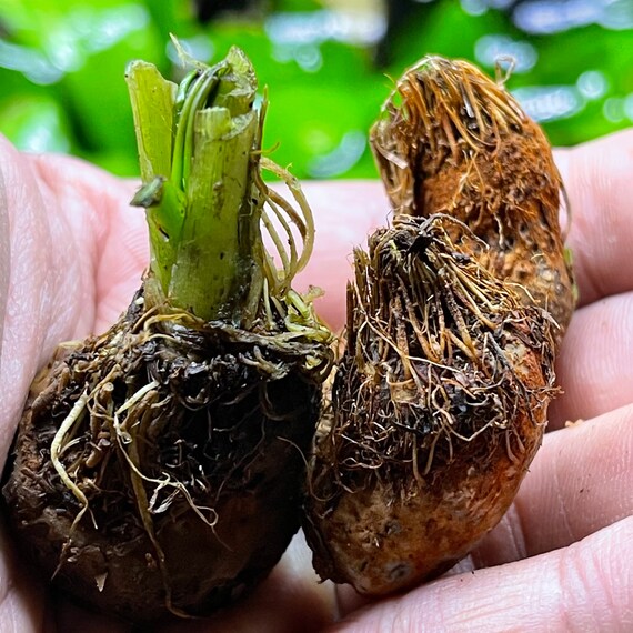 Aponogeton bulbs top