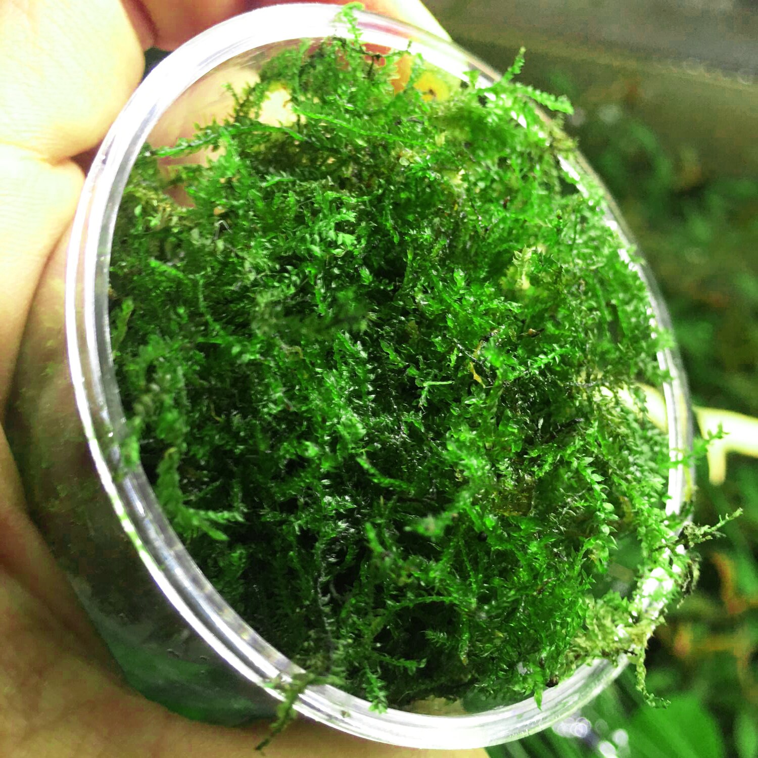 Mainam Christmas Moss in Cup Live Aquarium Plant Decorations Freshwater Not Java Moss