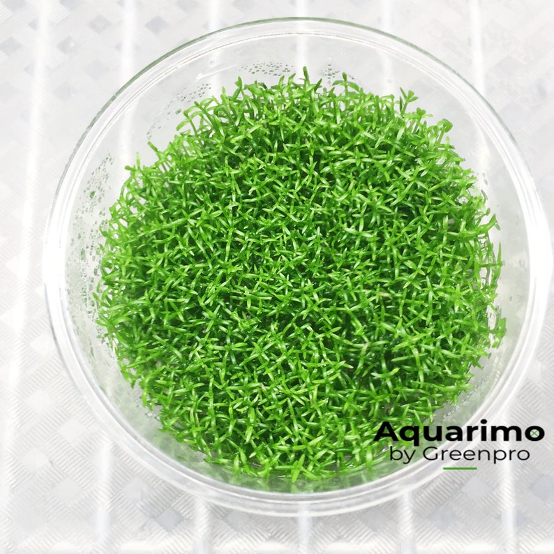 Hedyotis Salzmannii Tissue Culture Freshwater Live Aquarium | Etsy