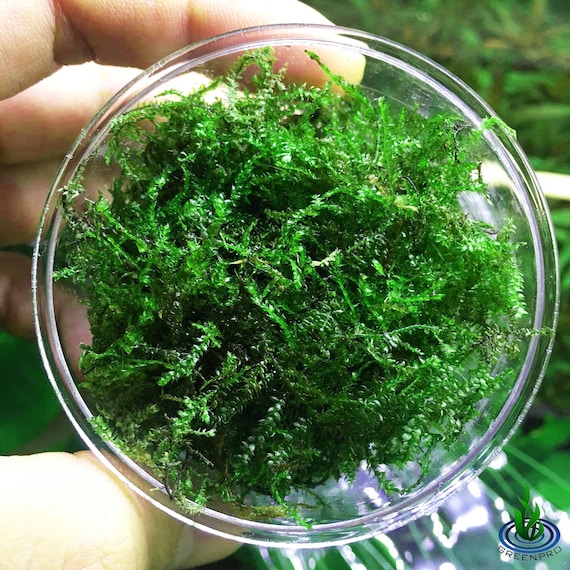 Christmas Moss Vesicularia 2 Cup Live Aquarium Plant Decoration 