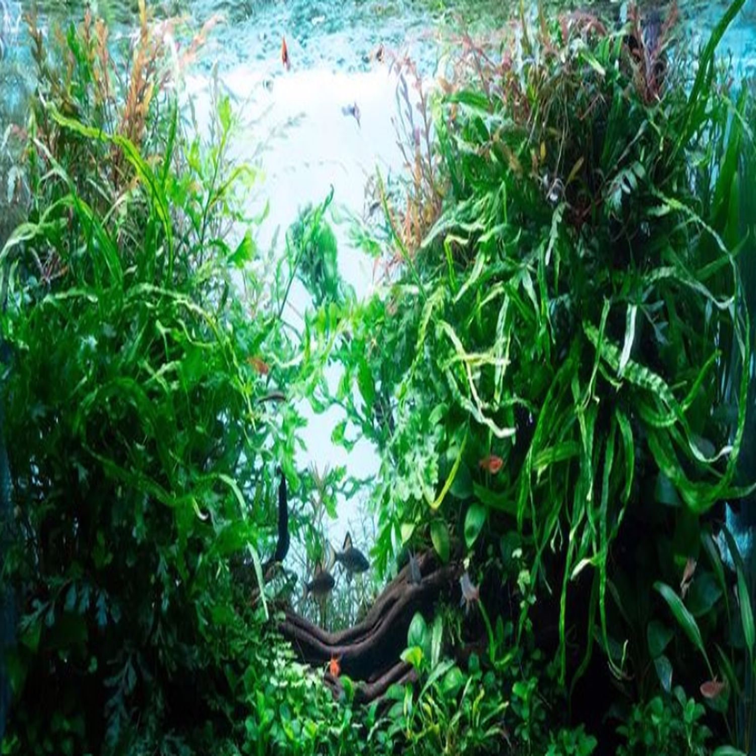Java Moss Tissue Culture Tropical Live Aquarium Plant POPULAR CHOICE  Aquascaping 