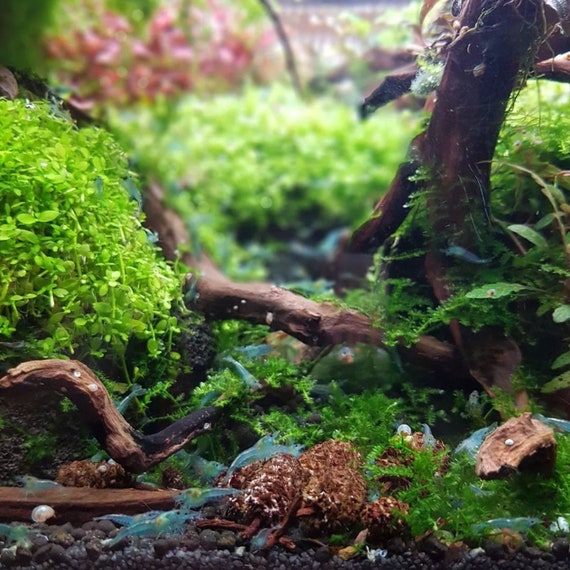 Greenpro Java Moss Live Freshwater Aquarium Plants Easy Ready to Grow