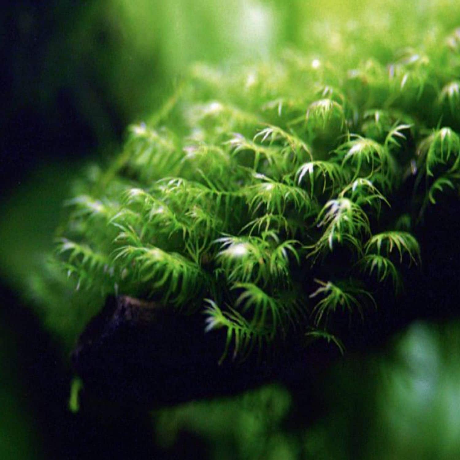 Planterest Java Moss On Driftwood Vesicularia Dubyana Easy Beginner Live  Aquarium Plant Decorations