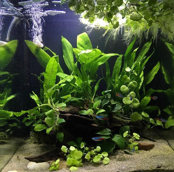 Best aquarium decoration