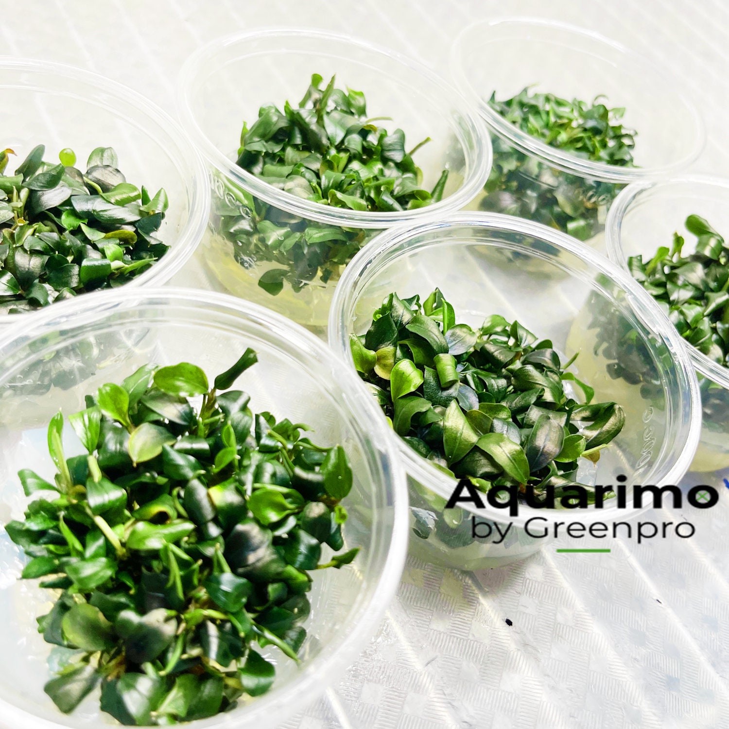 6 Cup Bucephalandra Sp Batang Kawa Tissue Culture Live Plant - Etsy