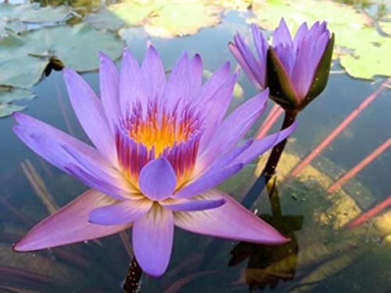 Nymphaea Tina Tropical Water Lily Tuber Live Aquatic Plants Etsy