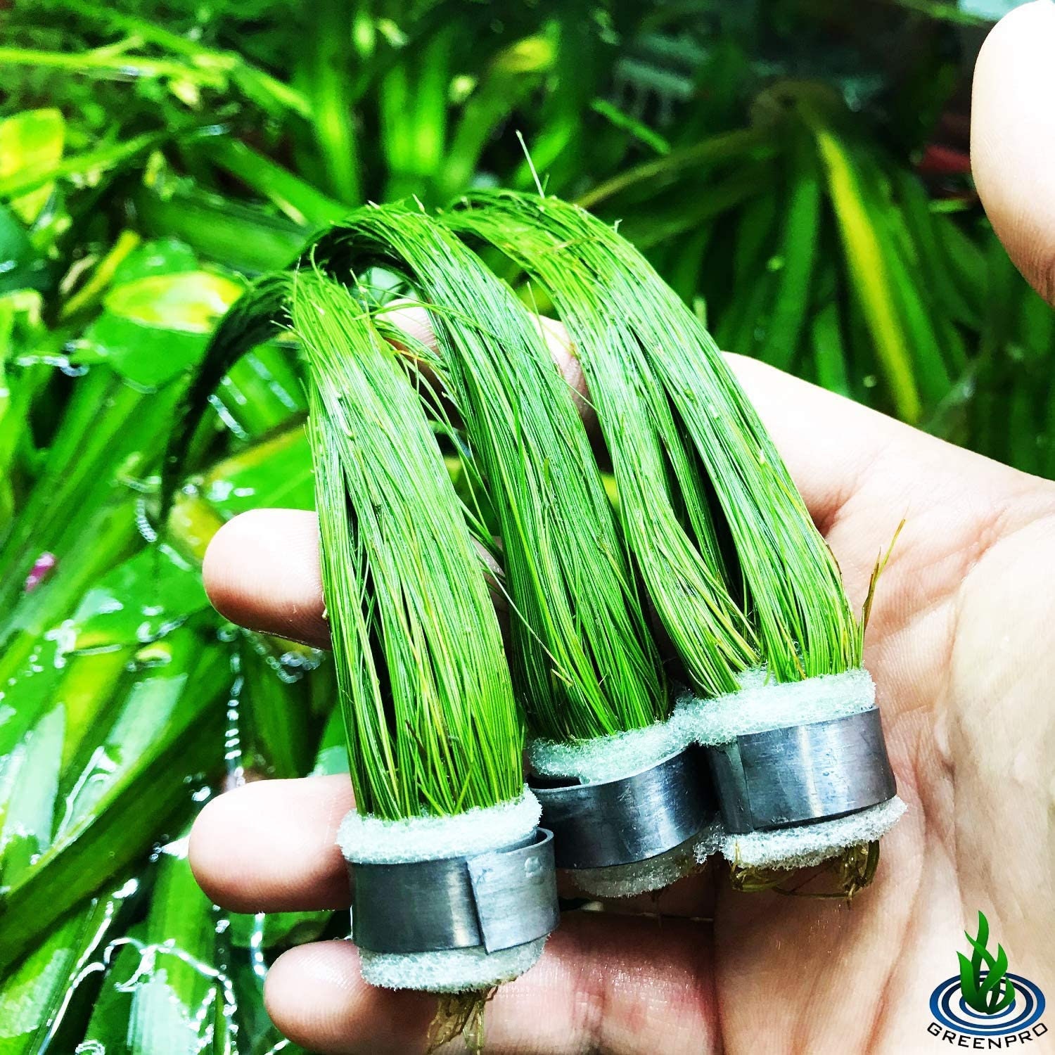 Giant Hairgrass - Etsy Giant Hairgrass - Etsy