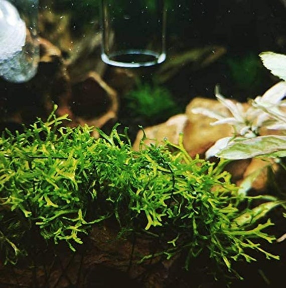 Greenpro Christmas Moss Live Aquarium Plants 2 Cup Freshwater Fish Tank  Decorations -  Norway