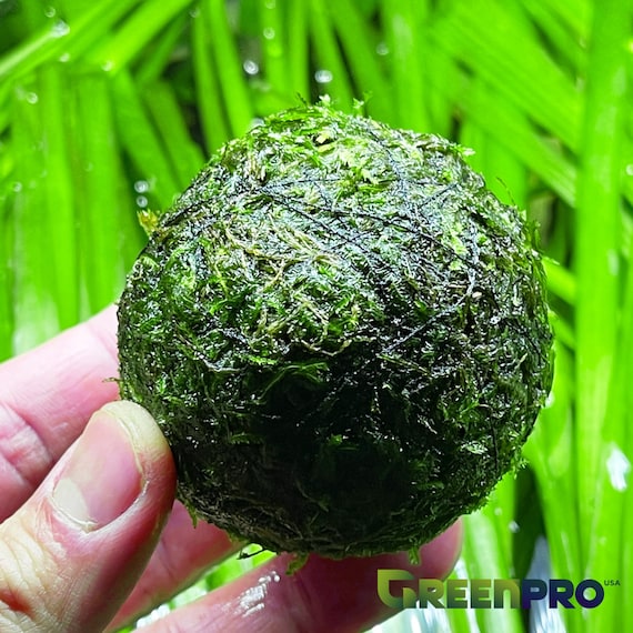 Greenpro L Java Moss Balls Vesicularia Dubyana US Grow Live Freshwater  Aquarium Plants Tank Decoration for Fish 