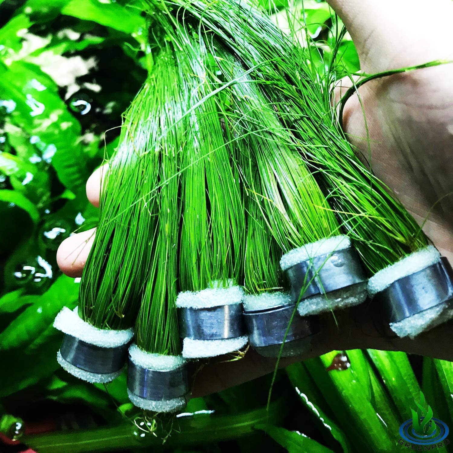 Giant Hairgrass - Etsy Giant Hairgrass - Etsy