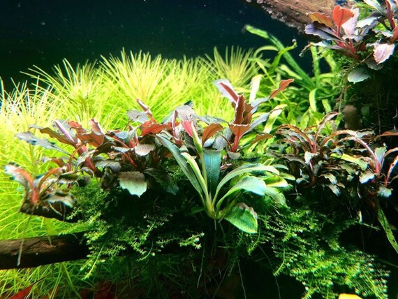 Bucephalandra Green Wavy Leaf Freshwater Live Aquarium Plant For Fish Tank by Greenpro 