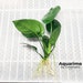 Anubias Barteri Broad Leaf Loose Tropical Aquarium Plant Decoration Aquascaping