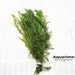 Hornwort Bundle Freshwater Floating Aquarium Live Plant Low Light Care Beginner