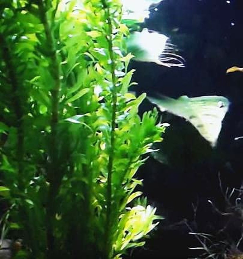 Greenpro 3 Bundles Anacharis Egeria Densa Elodea Live