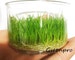 Greenpro Dwarf Hairgrass Live Aquarium Plants Tissue Culture Cup Freshwater Fish Tank Decorations 